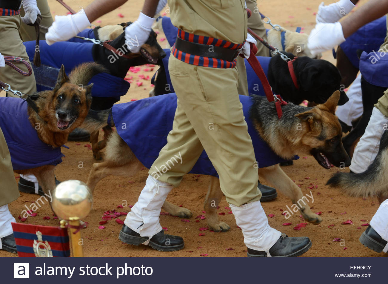 German Shepherd Trainer In Bangalore